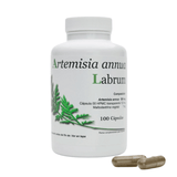 Artemisa Annua Labrum