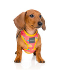 Arnés Rad (FuzzYard)