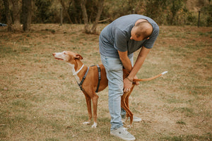 Estrés en perros