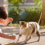 Burbujas con catnip