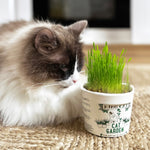 Kit Cultivo Catnip