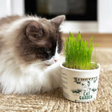 Kit Cultivo Catnip